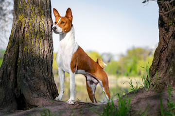 Portrait of a red basenji standing between the trees in a summer forest on the Sunset. Basenji Kongo Terrier Dog.