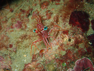 Hinge-beak Shrimp Rhynchocinetes durbanensis on hard coral during leisure dive in Sabah, Borneo.