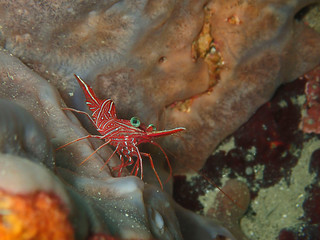 Hinge-beak Shrimp Rhynchocinetes durbanensis on hard coral during leisure dive in Sabah, Borneo.