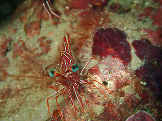 Hinge-beak Shrimp Rhynchocinetes durbanensis on hard coral during leisure dive in Sabah, Borneo.