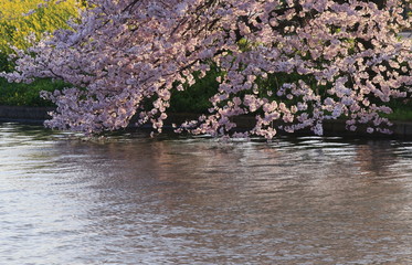 Obraz na płótnie Canvas 川辺に咲く桜