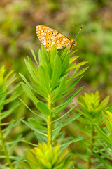 Orange butterfly sitting on yellow plant St. John's Wort.