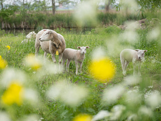 young lambs and sheep in green grassy field with spring flowers between amsterdam and utrecht in holland