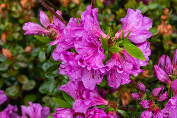Rhododendron Flowers in Bloom in Springtime