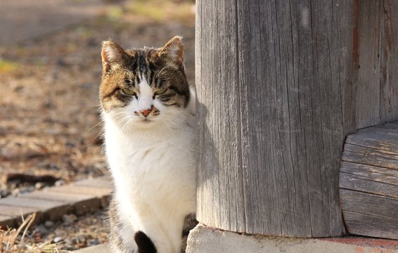 「猫 横」の写真素材 | 2,141件の無料イラスト画像 | Adobe Stock