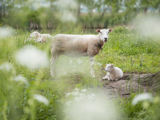 young lambs and sheep in green grassy field with spring flowers between amsterdam and utrecht in holland