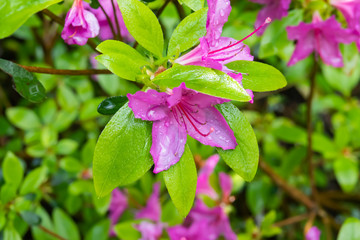 Rhododendron Flowers in Bloom in Springtime