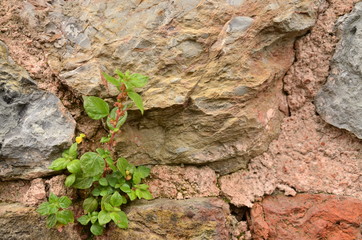 ivy on a wall