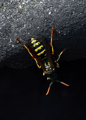 Makrofoto einer schwarz-gelb-gestreiften Wespe bzw. Feldwespe 