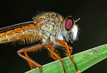 Macro Photo of Orange Robber Fly on Green Leaf Isolated on Background