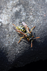 Makrofoto einer schwarz-gelb-gestreiften Wespe bzw. Feldwespe 