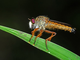 Macro Photo of Orange Robber Fly on Green Leaf Isolated on Background