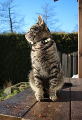 Obraz premium Grau-getigerter Kater bzw. Europäische-Kurhaar-Hauskatze genießt das schöne Wetter