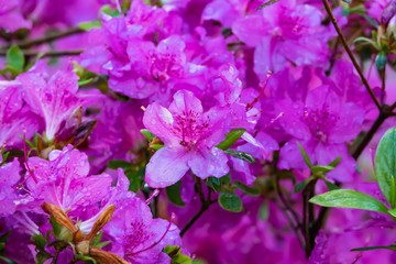 Fototapeta na wymiar Rhododendron Flowers in Bloom in Springtime