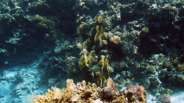 4k video of amazing seascape of coral reef with colorful fishes and anemones