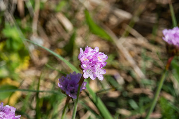 Sea Thrift Flowers in Bloom in Springtime