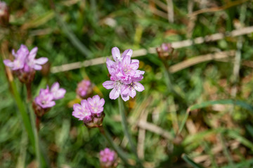 Sea Thrift Flowers in Bloom in Springtime