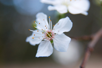 Détail fleur blanche de prunus