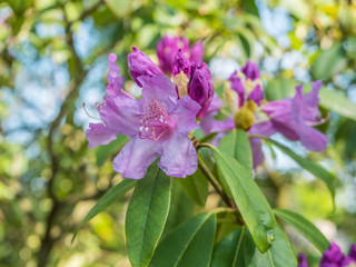 Obraz premium Blühender lila Rhododendron