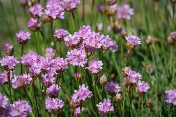 Sea Thrift Flowers in Bloom in Springtime