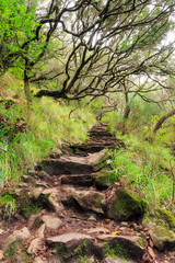 Fototapeta na wymiar Beautiful view of the hiking path in nature on the green island Madeira, during a hike on 25 Fontes trail going up natural stairs