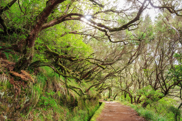 Beautiful landscape view of the hiking path in nature on the green island Madeira, during a hike on 25 Fontes trail along a famous levada