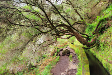 Beautiful landscape view of the hiking path in nature on the green island Madeira, during a hike on...
