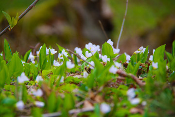 Small white flowers in forest