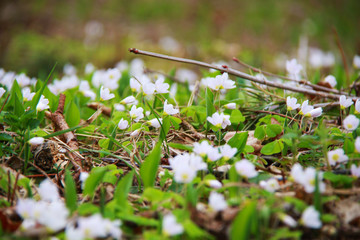 Small white flowers in forest