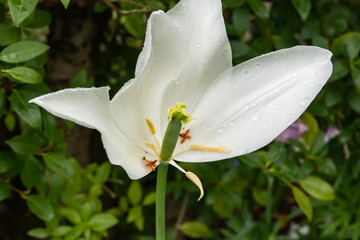 Tulip in Bloom in Springtime