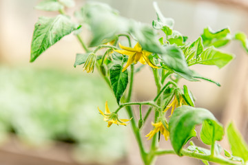 Young tomato plant in greenhousel.