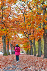 Woman walking among colorful red and yellow foliage trees in garden during autumn at Wilhelm Külz Park in city of Leipzig, Germany