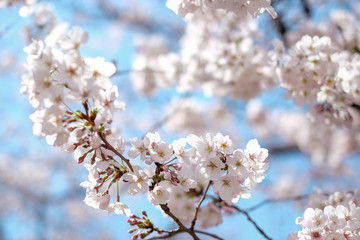 Spring Pink cherry blossom(Cherry blossom, Japanese flowering cherry) on the Sakura tree , Japan