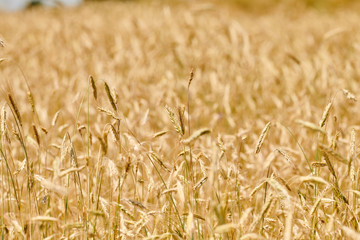 Zboże na polu © Sebastian Glapinski