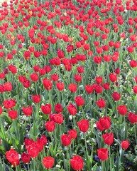 Fototapeta premium field of red tulips