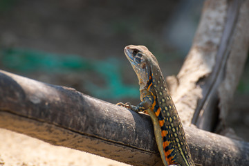 Leiolepis  belliana , Small-scaled lizards
