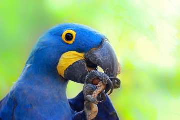 Detail parrot ara hyacinth