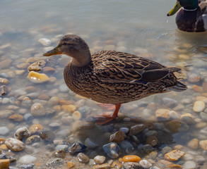 Mallard duck female