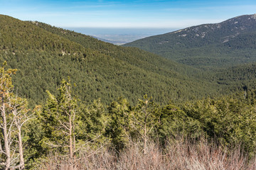Fototapeta na wymiar Pine forests of the Sierra de Guadarrama in Segovia and Madrid (Spain)