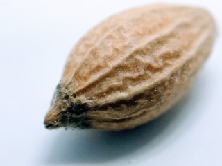 Close up on coriander seed