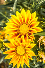 Gazania African daisies, daisy like composite flower shades of yellow, growing in summer. Its a flowering plants in Asteraceae family of Southern Africa.