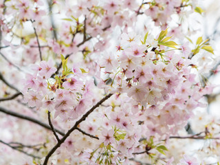 Cherry Blossom