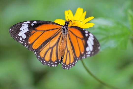 Close-up Common Tiger (Danaus genutia), beautiful orange, white and black color pattern wing, Monarch butterfly feeding on yellow flower with natural blurred background, Thailand.