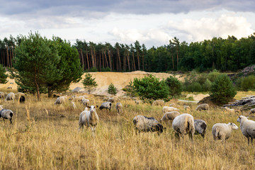 Schafe auf der Weide im Teutoburger Wald, Senne, Deutschland