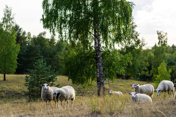 Schafe auf der Weide im Teutoburger Wald, Senne, Deutschland