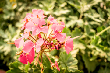 Canna Lily or Canna lily, also called Indian shot, African arrowroot, purple Sierra Leone arrowroot, a flowering plants is only genus in Cannaceae family.