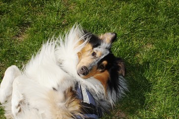 Hund spielt Ball, dog play ball,