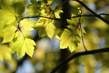 Sycamore maple leaves in the forest on a sunny spring morning - obrazy, fototapety, plakaty