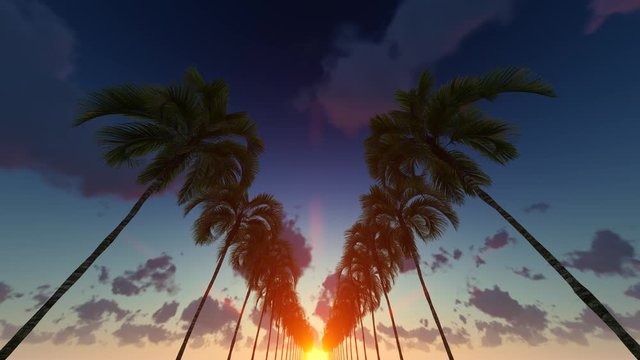 Wonderful Sunset View Among Palm Trees