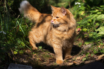 Naklejka na ściany i meble Beautiful red orange cat with a fluffy tail outdoor in garden in nature in sunlight 